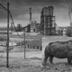 ‘Factory With Rhino’